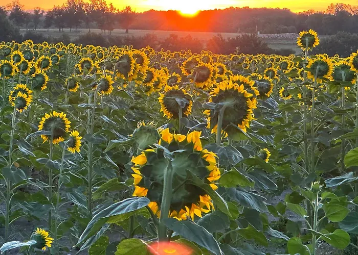 فيلة Manoir Du Suquet *